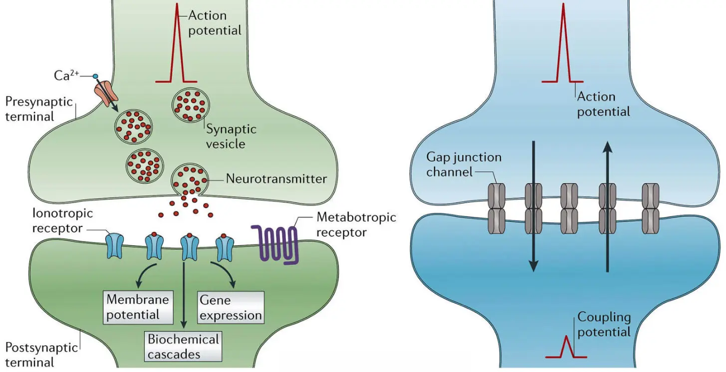 synapse