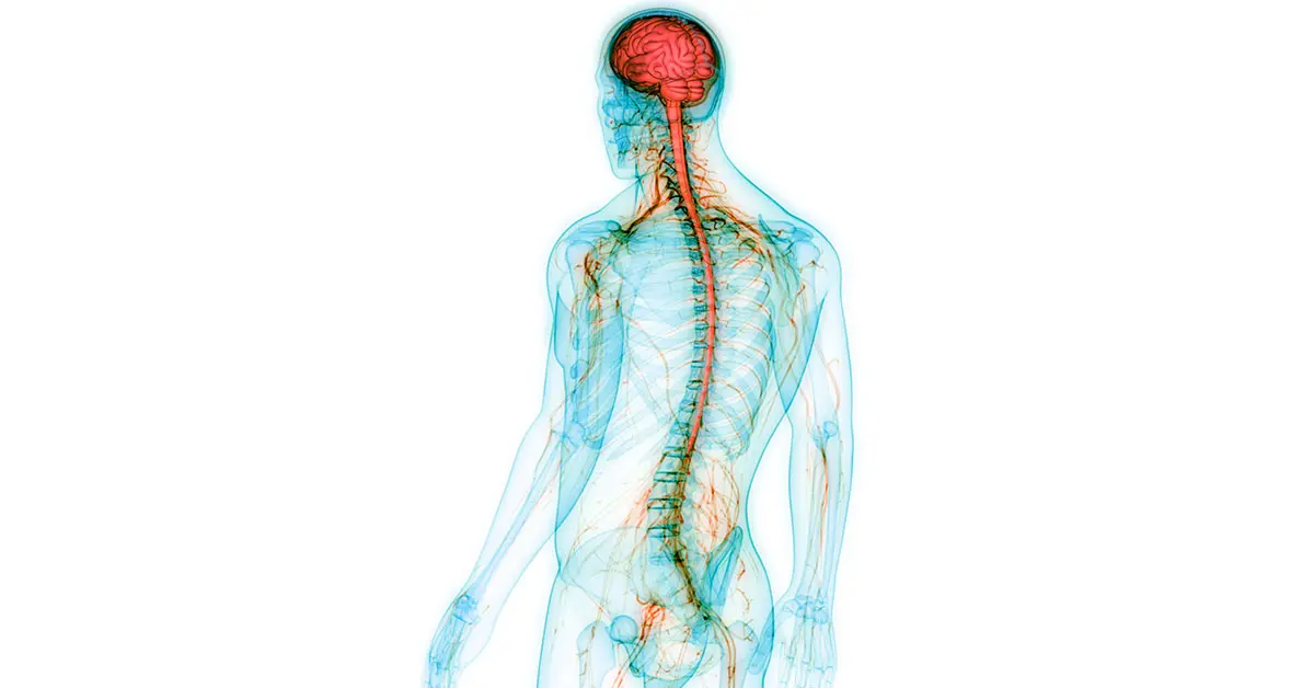 nervous system