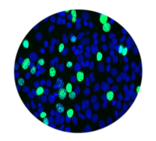 [SA-ASSAY-31] E-Click EdU Cell Proliferation Flow Cytometry Assay Kit (Green, Elab Fluor® 488)